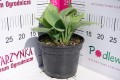 Funkia 'Fragrant Blue' C2.JPG