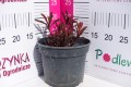 Wilczomlecz migdałolistny 'Purpurea' C2.JPG