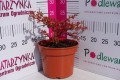 Berberys Thunberga 'Lara' PBR C2.JPG