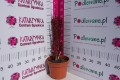 Berberys Thunberga 'Red Pillar' C2.JPG