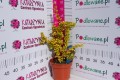 Berberys Thunberga 'Golden Ghost' PBR C2.JPG
