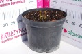 Hibiskus bylinowy Summerific 'Holy Grail' C3.JPG