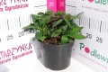 Alstroemeria Inticancha® 'Valletta' C2.JPG