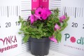 Supertunia VISTA 'Jazzberry'.JPG