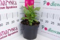 Cynia wytworna Columbus F1 Mix C2.JPG