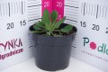 Gaillardia Spintop 'Yellow Touch' C2.JPG