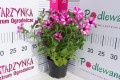 Supertunia VISTA 'Raspberry Star'.JPG