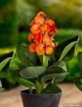 cannasun-sofia_canna-generalis_48543_1.jpg