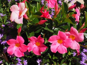 Mandevilla sanderi Sundaville® Classic Pink C1,5