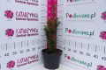 DSC03015.JPG