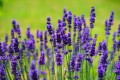 hans-lavender-1117275_1920.jpg