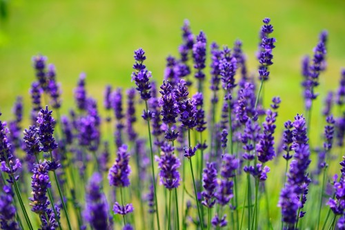 hans-lavender-1117275_1920.jpg