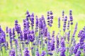 hans-lavenders-1117274.jpg