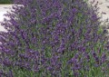 elstef-lavender-5531626.jpg