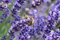 xiserge-carniolan-honey-bee-8099474_1920.jpg
