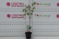 DSC03690.JPG