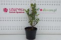 DSC03713.JPG