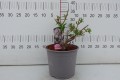 DSC03735.JPG