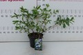 DSC03955.JPG