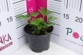DSC04307.JPG