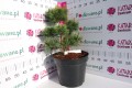 Sosna drobnokwiatowa 'Schoon's Bonsai' C10.JPG