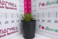 Jeżówka SunSeekers™ 'Mineola' (multipetals) K2.JPG