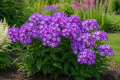 Floks wiechowaty 'Famous Purple'.png