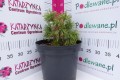 DSC04772.JPG