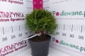 DSC04830.JPG