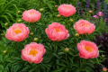 Piwonia chińska 'Coral Sunset'.png