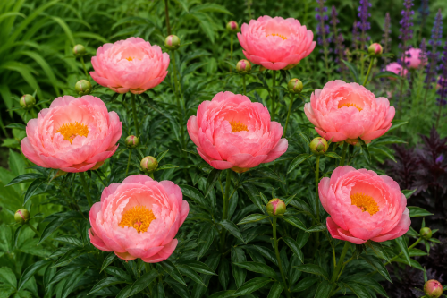 Piwonia chińska 'Coral Sunset'.png
