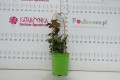 DSC05574.JPG