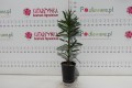 DSC05665.JPG
