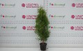 DSC05285.JPG