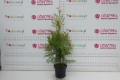 DSC05287.JPG