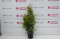 DSC05289.JPG
