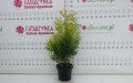 DSC05295.JPG
