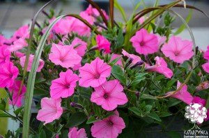Supertunia VISTA 'Bubblegum'