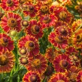 Helenium Bandera_79106_1.jpg