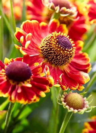Helenium Bandera_79106_2.jpg