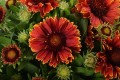 Gaillardia Spintop Yellow Touch_74820_2.jpg