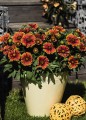 Gaillardia Spintop Yellow Touch_74820_1.jpg