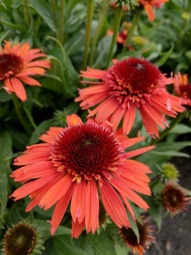 Echinacea Carrot Cake_77498_1.jpg