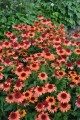 Echinacea Carrot Cake_77498_2.jpg