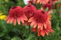 Echinacea Carrot Cake_77498_3.jpg