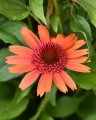 Echinacea Carrot Cake_77498_4.jpg