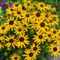 Rudbeckia Little Goldstar_72924_1.jpg
