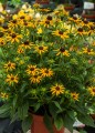 Rudbeckia Little Goldstar_72924_2.jpg