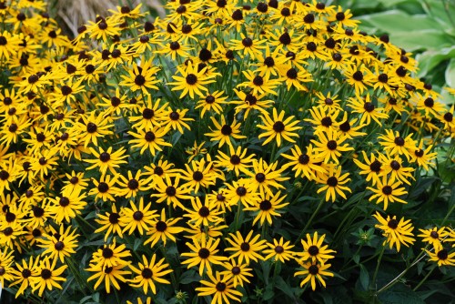 Rudbeckia Little Goldstar_72924_3.jpg