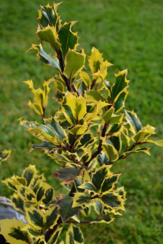 DSC_1615.JPG